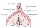 seputar klitoris 